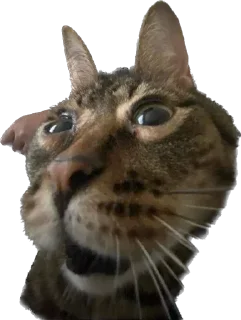 😨 emoji айфон ебёт Telegram sticker 10 of 105