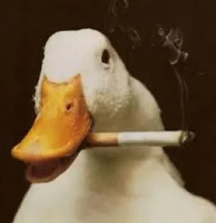 Sticker from Geese