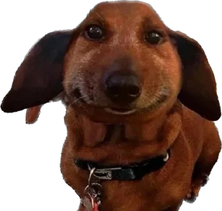 🐶 emoji 7-8 Sobak by @OverthrowGamebot Telegram sticker 7 of 73