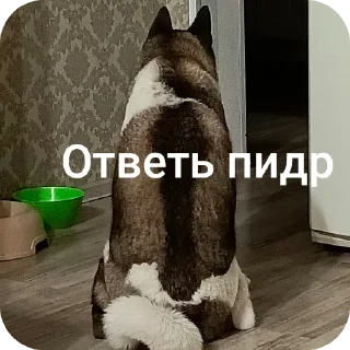 🐱 emoji МОЁ Telegram sticker 7 of 83