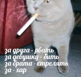 Sticker from notsorry