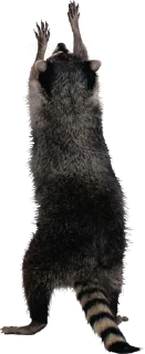 🔝 emoji Енотики Telegram sticker 17 of 24