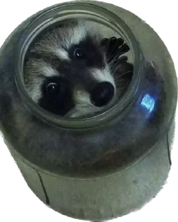 🫙 emoji Енотики Telegram sticker 20 of 24