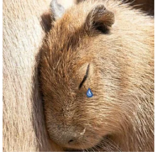😢 emoji Капібари Telegram sticker 9 of 18