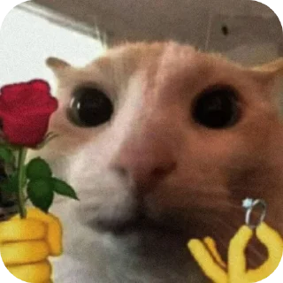 🐱 emoji Пакетик Telegram sticker 21 of 78