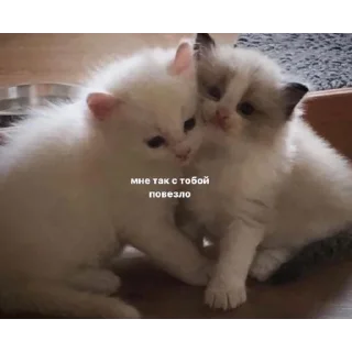 🌟 emoji мими.🐱 Telegram sticker 5 of 28