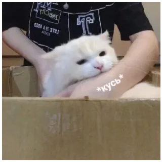 😾 emoji Стикеры от @CavidBagirow Telegram sticker 8 of 116