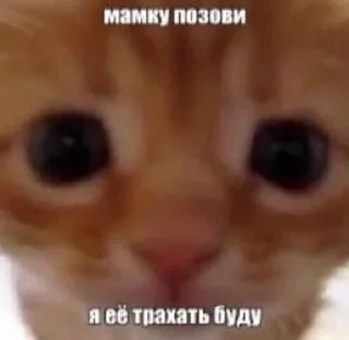 😀 emoji Котики токсики Telegram sticker 15 of 15