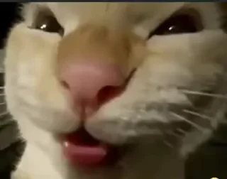 Sticker from Cats memes
