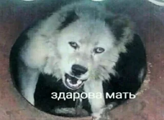 🐕 emoji Тыпес Telegram sticker 9 of 41