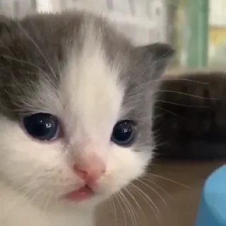 😿 emoji Смешной кот Telegram sticker 19 of 44