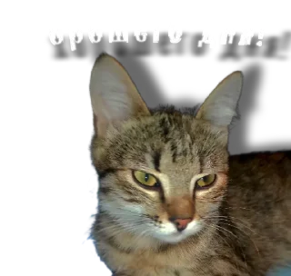 😆 emoji Beseda FLP Telegram sticker 6 of 88