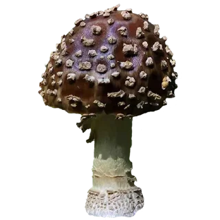 🍄 emoji mushrooms Telegram sticker 12 of 17