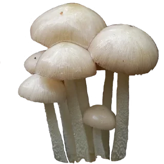 Sticker from mushrooms