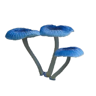 Sticker from mushrooms