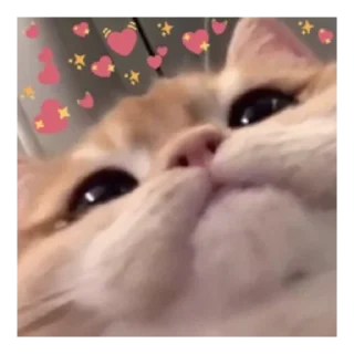 😏 emoji Кеша Telegram sticker 16 of 53