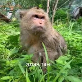 Sticker from Пупсик