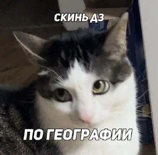 📜 emoji Скинь дз Telegram sticker 15 of 18