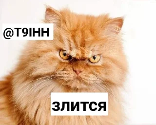 😾 emoji Шип Быдлобот и его фури Telegram sticker 13 of 35