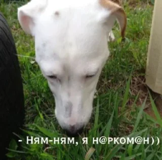 🤬 emoji Шерри топ Telegram sticker 16 of 33