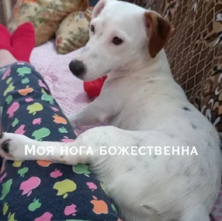 🦵 emoji Шерри топ Telegram sticker 8 of 33