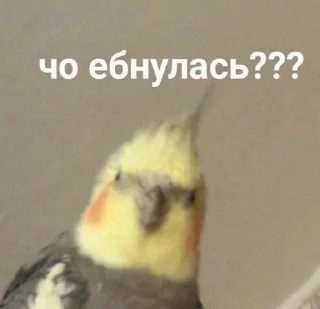 🤨 emoji idi.naxyi Telegram sticker 8 of 41