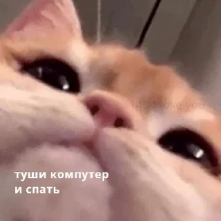 ❤️ emoji коты Telegram sticker 13 of 24