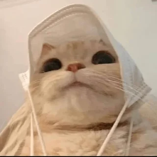 ❤️ emoji коты Telegram sticker 24 of 24