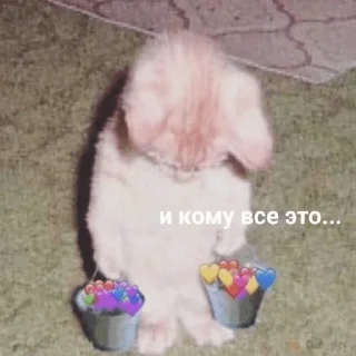 ❤️ emoji коты Telegram sticker 5 of 24