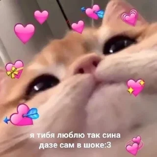 ❤️ emoji коты Telegram sticker 17 of 24