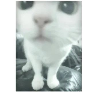 Sticker from коты