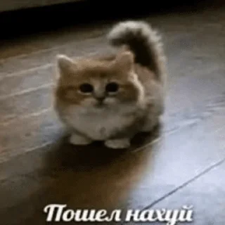 🥰 emoji коты Telegram sticker 12 of 20
