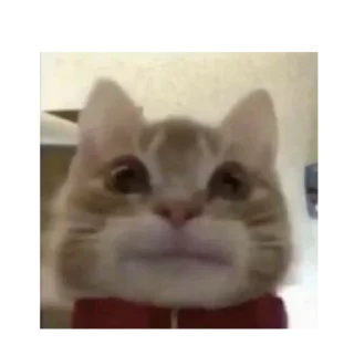 😐 emoji коты Telegram sticker 12 of 120