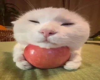 🌟 emoji коты Telegram sticker 8 of 25