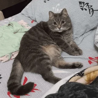 🤩 emoji коты Telegram sticker 13 of 20