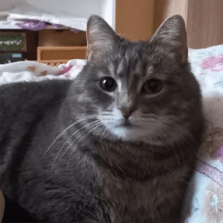 😕 emoji коты Telegram sticker 7 of 20