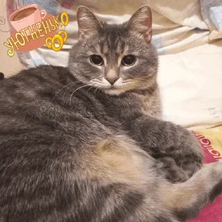 Sticker from коты