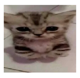 😐 emoji коты Telegram sticker 8 of 120