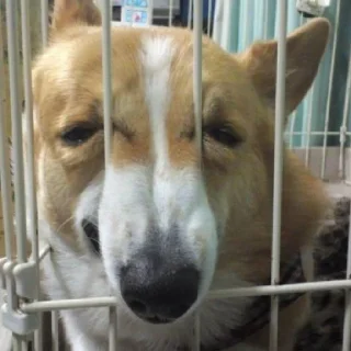 💗 emoji Я дед инсайд Telegram sticker 23 of 23