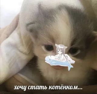 🥺 emoji ' мяу . . ↬ @wexsavi >> 💍💗 Telegram sticker 17 of 45