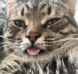 🤪 emoji мой любимый Telegram sticker 12 of 21
