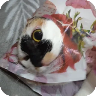 👹 emoji Роксиси Telegram sticker 18 of 22