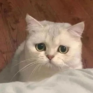 😭 emoji мяв Telegram sticker 22 of 115