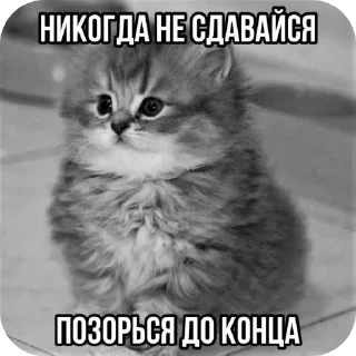 🐱 emoji Пикчи/// от солевой<3 Telegram sticker 17 of 120