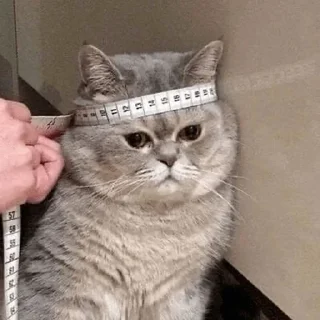 😐 emoji мяв Telegram sticker 7 of 115