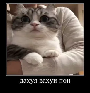 😶 emoji солевой @iam13yo Telegram sticker 20 of 50