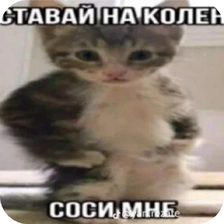 🐱 emoji Хихих Telegram sticker 10 of 59