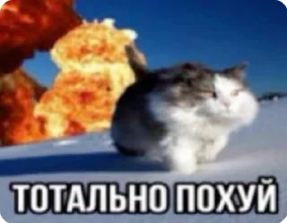 🌟 emoji Nalipku patata228 й Telegram sticker 7 of 82