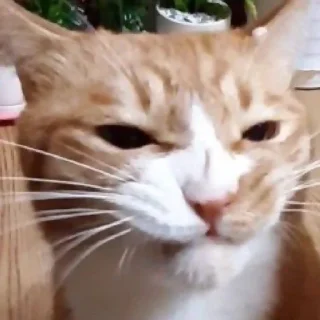 😡 emoji бабушка ЙЕННИ Telegram sticker 22 of 49