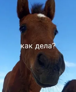 🧐 emoji Лошадки Telegram sticker 23 of 29